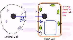 Check spelling or type a new query. Eukaryotic Cells Gcse Diagram Quizlet