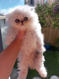 Name suggestions for persian cat?