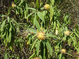 Image result for Gnidia