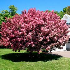 Candy apple red buds open to single fruits are deep red and persistent into the winter and is one of the most profusely flowered of all crabapple.usda zones 3 to 9 adaptable to varying. Flowering Crabapple Thunderchild Malus Hybrid My Garden Life