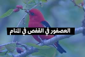 تُعدّ رؤية الثياب البيضاء في المنام من الرؤى المحمودة التي قد تشير في بعض الأحيان إلى توبة الرائي وتطهره من الآثام والمعاصي التي ارتكبها. Ù…Ù‡Ù†Ø© Ø§Ø³ØªØ­Ù‚ Ø§Ù„ÙˆØ²Ø§Ø±Ø© Ø¹ØµÙÙˆØ± ÙŠØ·ÙŠØ± Ù…Ù† Ø§Ù„Ù‚ÙØµ Kreativekonceptz Com