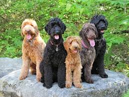 Each puppy comes from impeccable bloodlines and is bred for looks, personality, and health, so common health problems known to affect the breed will not affect your pup. Australian Labradoodle Service Dogs For Sale In Me Pine State Australian Labradoodles