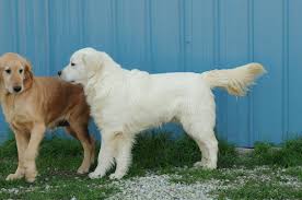 Golden retriever puppies and dogs in tennessee cities. English Golden Retrievers Golden Retriever Puppies For Sale