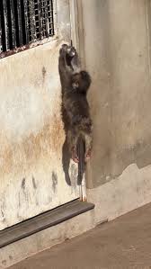 Punch the Monkey: Health Check Update at the Zoo | TikTok