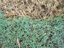 How To Fix Grass Turning Yellow After Fertilizing A Green Hand Bermuda Grass Grass Fertilizer