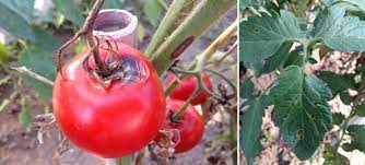 5 Best Fungicides For Tomatoes Prevent Blight Fungal Diseases