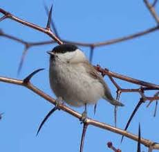 Click the picture below to download full sized coloring page. Massachusetts State Bird Black Capped Chickadee