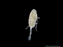 Image result for Pseudopod Ospermum