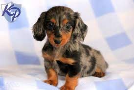 Puppy Finder Find Buy A Dog Today By Using Our Petfinder Dachshund Puppy Miniature Dachshund Breed Daschund Puppies