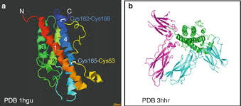 In adults, it does not cause growth but it helps to maintain normal body structure and metabolism , including helping to keep blood glucose levels within set levels. 1 Model Of The Human Growth Hormone Crystal Structure Analyses Download Scientific Diagram
