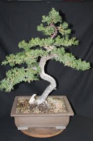 We did not find results for: 20 New For Juniperus Chinensis Bonsai Care Pink Wool