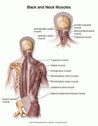 We did not find results for: Trying To Improve Your Art By Studying Anatomy Having Trouble Finding Good References Maybe Sternocleidomastoid Muscle Muscle And Nerve Infraspinatus Muscle