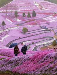 Spring Flowers Hillside Hokkaido Japan Tempat Yang Indah Pemandangan Hokkaido