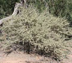 Or return to the bahía asunción main page. Sonoran Desert Plants Atriplex Canescens Four Wing Saltbush Chamizo Cenizo