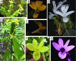 Image result for Crabbea kaessneri