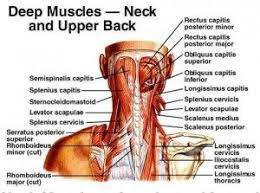 In the neck, the platysma when contracted throws the skin into oblique ridges parallel with the fasciculi of the muscle. Pin On Fitness Back Workouts