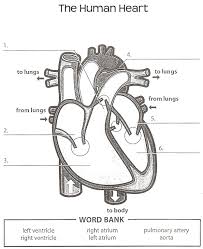 Label the parts of the clam marine biology, clams, science activities, juices,. Diagram Of Heart With Labels Simple Simple Diagram Of Human Heart With Labels Anatomy Labeling At Heart Diagram Human Heart Diagram Human Heart Anatomy