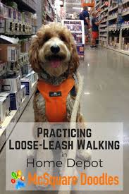 Practicing Loose Leash Walking And Other Skills In Home Depot Loose Leash Walking Loose Leash Therapy Dog Training