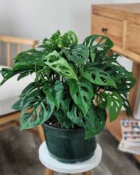 Image result for Monstera