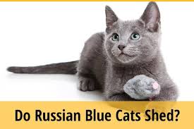 Traditional russian blues have short, plush coats. Does A Russian Blue Cat Shed Zooawesome