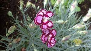 Variegated Dianthus Flower Garden Variegated Plants