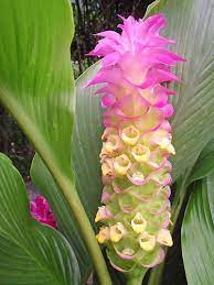 Jewel Of Thailand Unusual Flowers Amazing Flowers Flower Garden