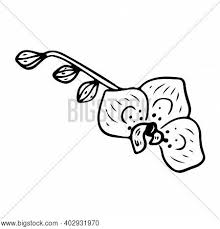 15 cool images of hawaiian flower outline vector. Orchid Flower Outline Vector Photo Free Trial Bigstock