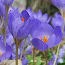 Image result for Crocus speciosus