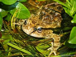 Image result for Natural Yellow 1999 Fleet