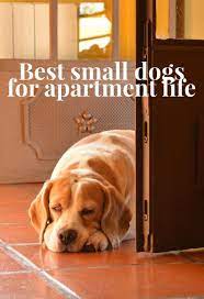 Small Dogs An Apartment Dweller S Best Friend Best Small Dogs Small Dogs Apartment Dogs