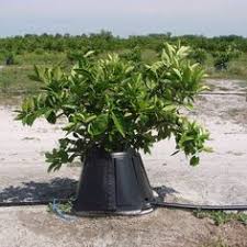 Maybe you would like to learn more about one of these? Tropica Mango Rare And Exotic Fruit Nursery