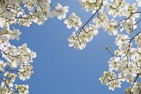 To learn why trees should only be planted in spring and fall here in northeast. What Is The State Flower Of North Carolina Worldatlas