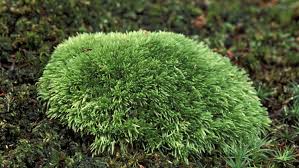 Xylem cells develop secondary cell walls (scws) that form the largest part of plant lignocellulosic biomass that serve as a renewable feedstock for biofuel production. Characteristics And Pictures Of Non Vascular Plants