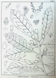 Image result for Xymalos monospora