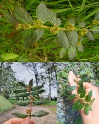 Image result for Euphorbia hirta