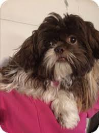 Our store also offers grooming, training, adoptions and curbside pickup. Pictures Of Bella A Shih Tzu For Adoption In Kansas City Mo Who Needs A Loving Home Shih Tzu Dog Adoption Pet Adoption