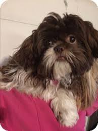 Pictures Of Bella A Shih Tzu For Adoption In Kansas City Mo Who Needs A Loving Home Shih Tzu Dog Adoption Pet Adoption