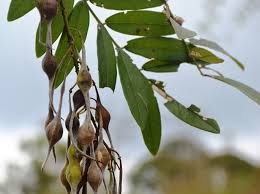 Image result for Sophora velutina