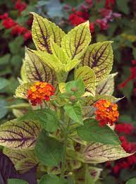 P Allen Smith Timeline Photos Covered Garden Flower Garden Flowers