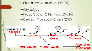 Cellular Respiration Where Do Animal Cells Get Their Energy