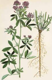 Image result for Medicago laciniata
