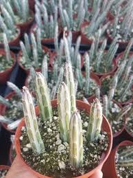 Image result for Senecio sp.no.4