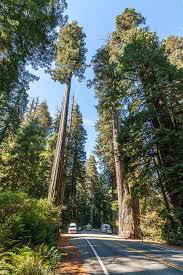 Redwoods are the tallest tree on the planet. Sequoia Sempervirens Wikipedia