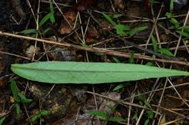 Image result for Lysimachia tenuicaulis