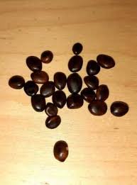 Image result for Acacia erioloba