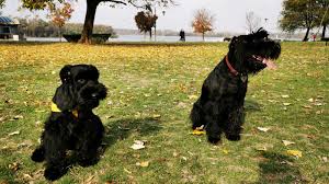 We did not find results for: Hera Black Standard Schnauzer Home Facebook
