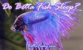 Do Betta Fish Sleep Bettafishy Com Betta Fish Betta Betta Fish Care