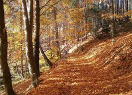 Beberapa puisinya yang dikumpulkan dalam sketsa di beranda antara lain: Foto Gratis Hutan Hutan Deciduous Musim Gugur Daun Hutan Musim Gugur Pohon Hippopx