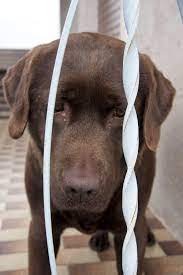 Junge reinrassige labrador welpen zu verkaufen guten tag, unsere reinrassige labrador hündin hat am. Labrador In Not Vermittlung Labradorseite De