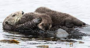 The Daily Catch Baby Sea Otters Otter Pup Sea Otter